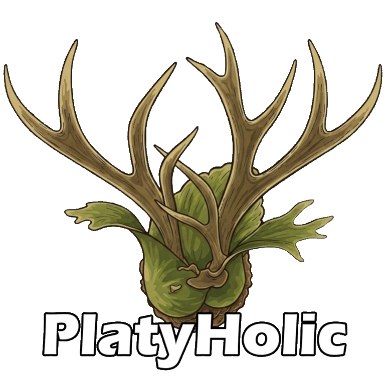 PlatyHolic Icon 鹿角蕨