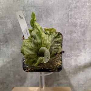 P. Wandae dwarf 侏儒女王