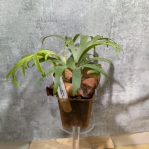 P. Coronarium Dwarf 侏儒皇冠