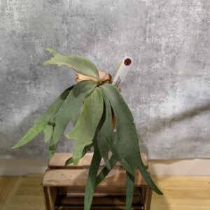 P. Willinckii sp.A (medium)