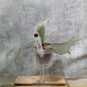 P. Willinckii Bogor Suddan 波哥蘇丹 (small)