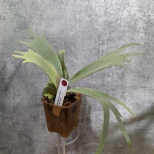 P. Willinckii Bogor Suddan 波哥蘇丹 (medium)