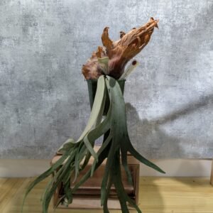 P. Willinckii Bogor Suddan 波哥蘇丹 (large)