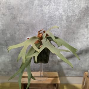 P. Willinckii Yellow Moon 黃月 (medium)
