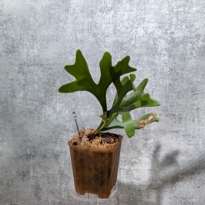 P. Coronarium 皇冠