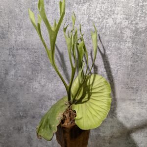 P. Ridleyi thin form 幼葉亞猴