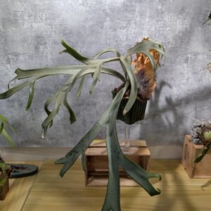 P. Willinckii Yellow Moon 黃月 (large)