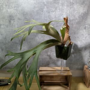 P. Willinckii sp.A (large)