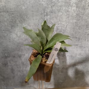 P. Willinckii North Star sporeling