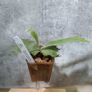 P. Willinckii Harvest Moon x Dwarf Photharam Sporeling