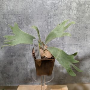 P. Willinckii Blue Queen x Harvest Moon x Dwarf Photharam Sporeling