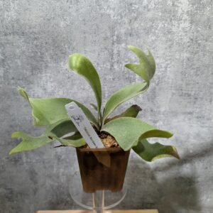 P. Willinckii Blue Queen Sporeling