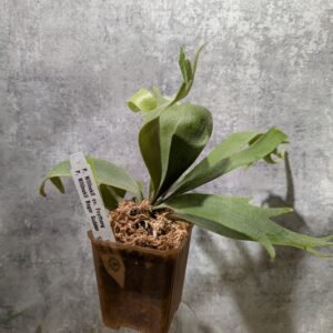 P. Willinckii Foythong x Bogor Suddan Sporeling