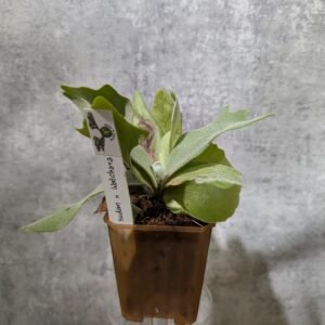 P. Willinckii Bogor Suddan x Watchara Sporeling