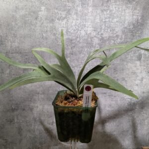 P. Willinckii Silvery Dwarf x sp.A Sporeling