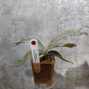 P. Willinckii Dwarf Mr. Nook Sporeling