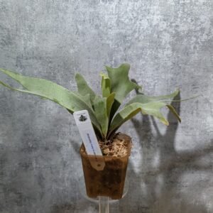 P. Willinckii Soho Sporeling