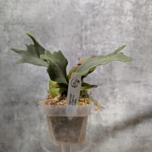 P. Willinckii Bogor Suddan x P. Veitchii High Finger Sporeling