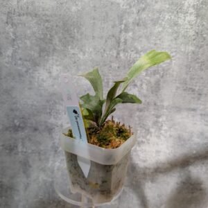 P. Willinckii Phenomenal