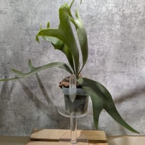 P. Willinckii Dwarf Tatsuta Sporeling