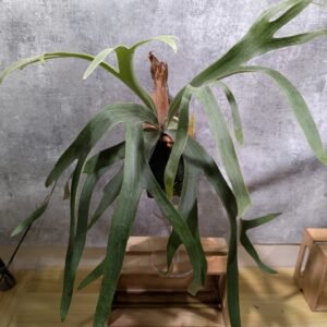 P. Willinckii Yellow Moon x Blue Monkey Selected