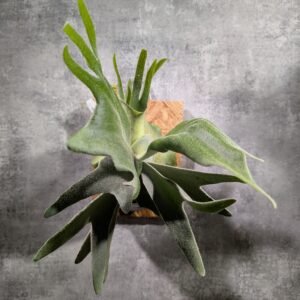 P. Veitchii Arburn River x P. Ginka x P. Predator