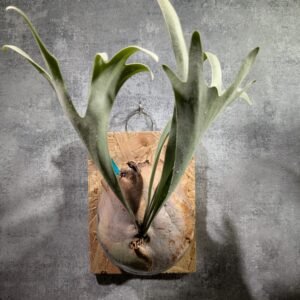 P. Mixed Spore (MSD)