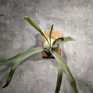 P. White Monkey 白猴