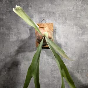 P. Lemoinei x Woot#9