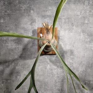 P. Lemoinei Thin Form 細葉檸檬