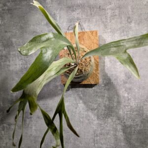 P. Bifurcatun Blue Boy (small)