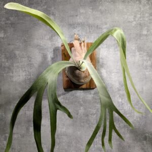 P. Monkey North 北猴