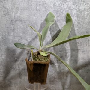 P. Veitchii Silver Frond NYX 夜銀