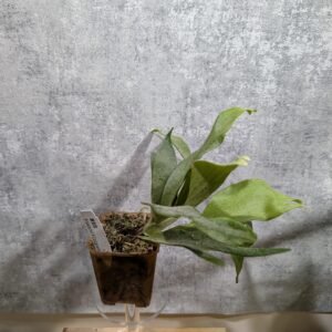 P. Veitchii x Coronarium 銀皇冠