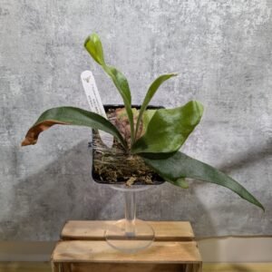 P. Rydeen x Veitchii HFG AUS Sporeling 雷電x澳銀孢子苗