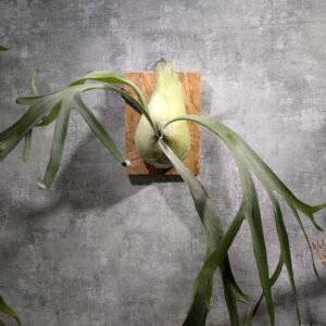 P. South Pole Star 南極星