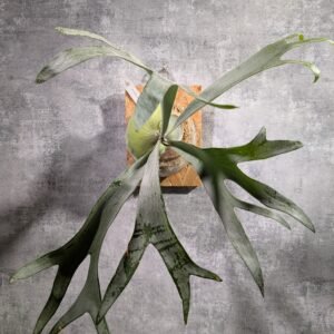 P. Bifurcatum White 白鹿 (large)