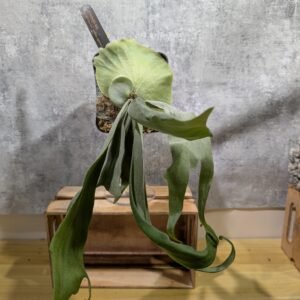 P. Veitchii HFG x willinckii Asuka Sporeling