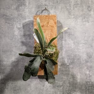 P. Tangbohu 唐伯虎