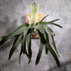 P. Veitchii Woot#2 Sporeling