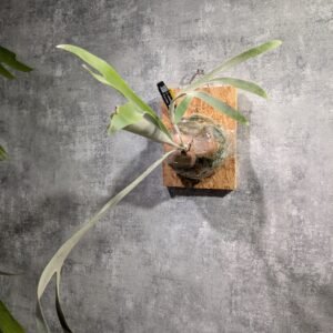 P. Veitchiu HFG Sporeling