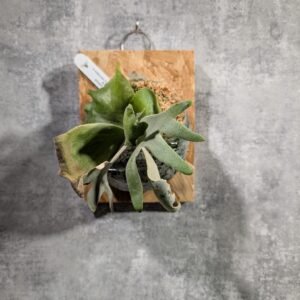 P. Willinckii Cotton Cloud 棉花雲