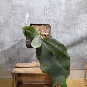 P. Yeewa x Willinckii x Veitchii Wild