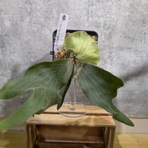 P. Willinckii x Hula Hand 04