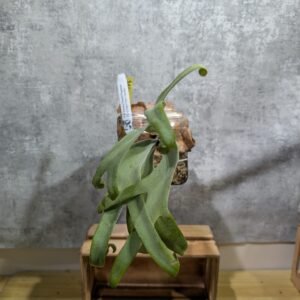 P. Willinckii Silver Dwarf x Pegasas