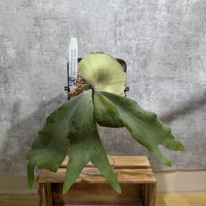 P. Willinckii Erium x Griffin