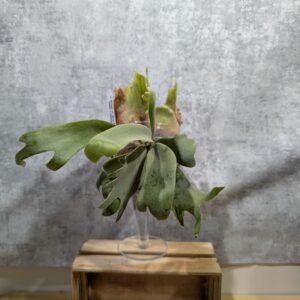 P. Willinckii Silver Mutate x Bogor Suddan x Yellow Moon