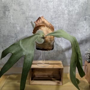 P. Hillii x Willinckii 深綠x爪哇