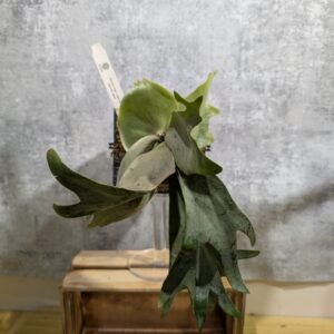 P. Bogor Suddan x Lemoneii