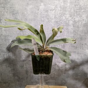 P. Willinckii Yellow Moon x Mt. Lewis Thin